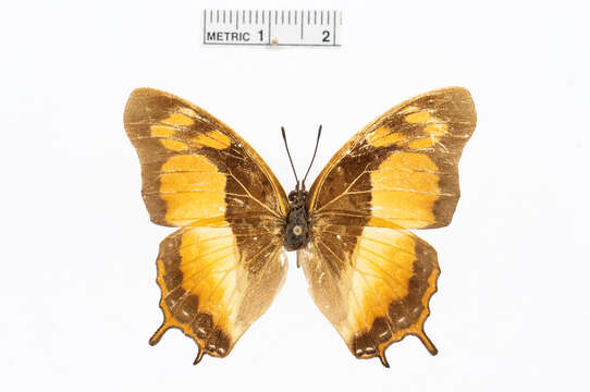 Charaxes anticlea Drury 1782的圖片