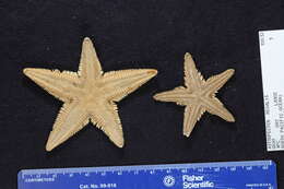 Image of Astropecten regalis Gray 1840