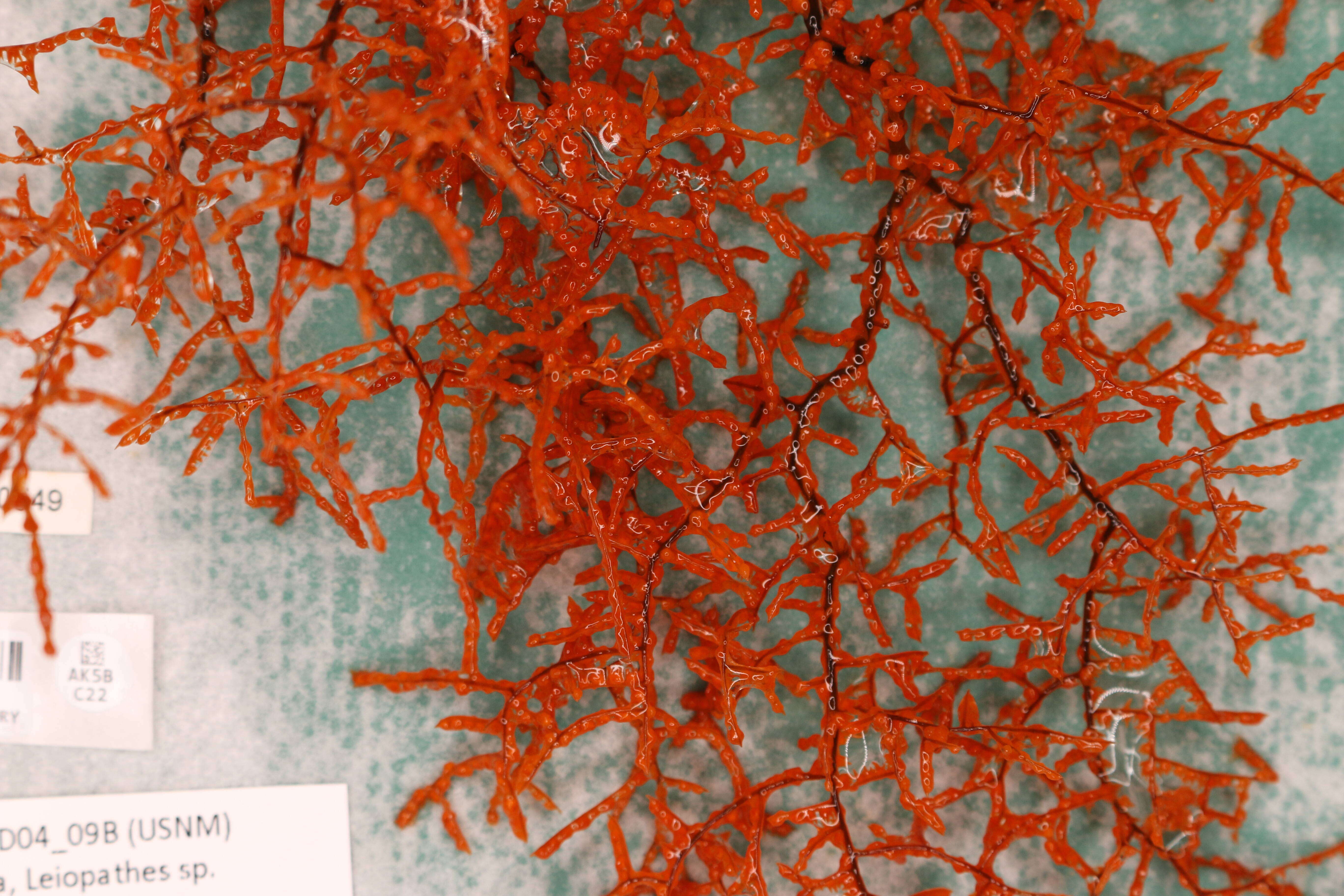 Image of Black coral