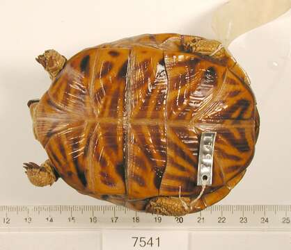 Image of Ornate Box Turtle