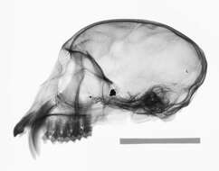 Plancia ëd Cercopithecus cephus cephodes Pocock 1907