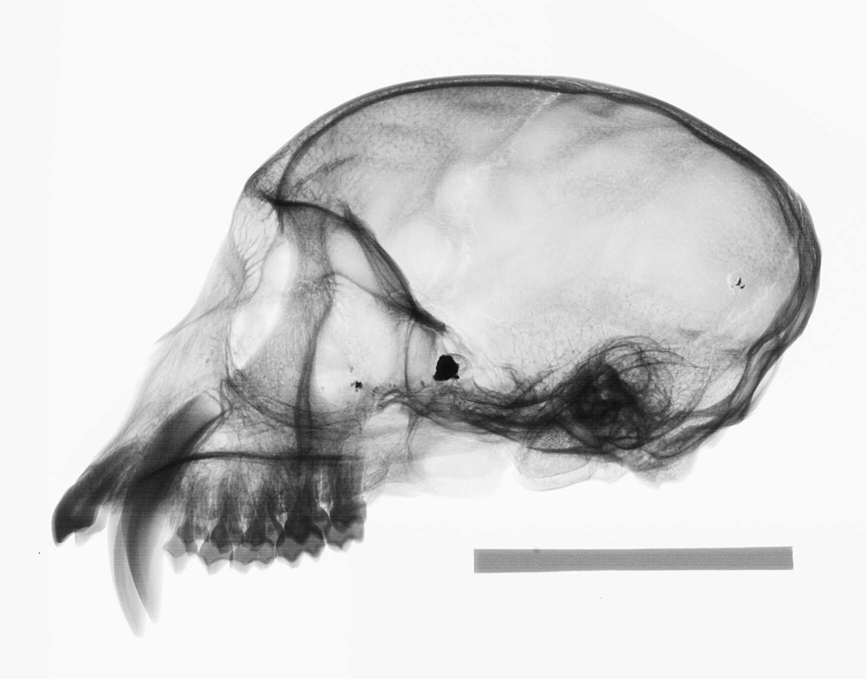 Plancia ëd Cercopithecus cephus cephodes Pocock 1907