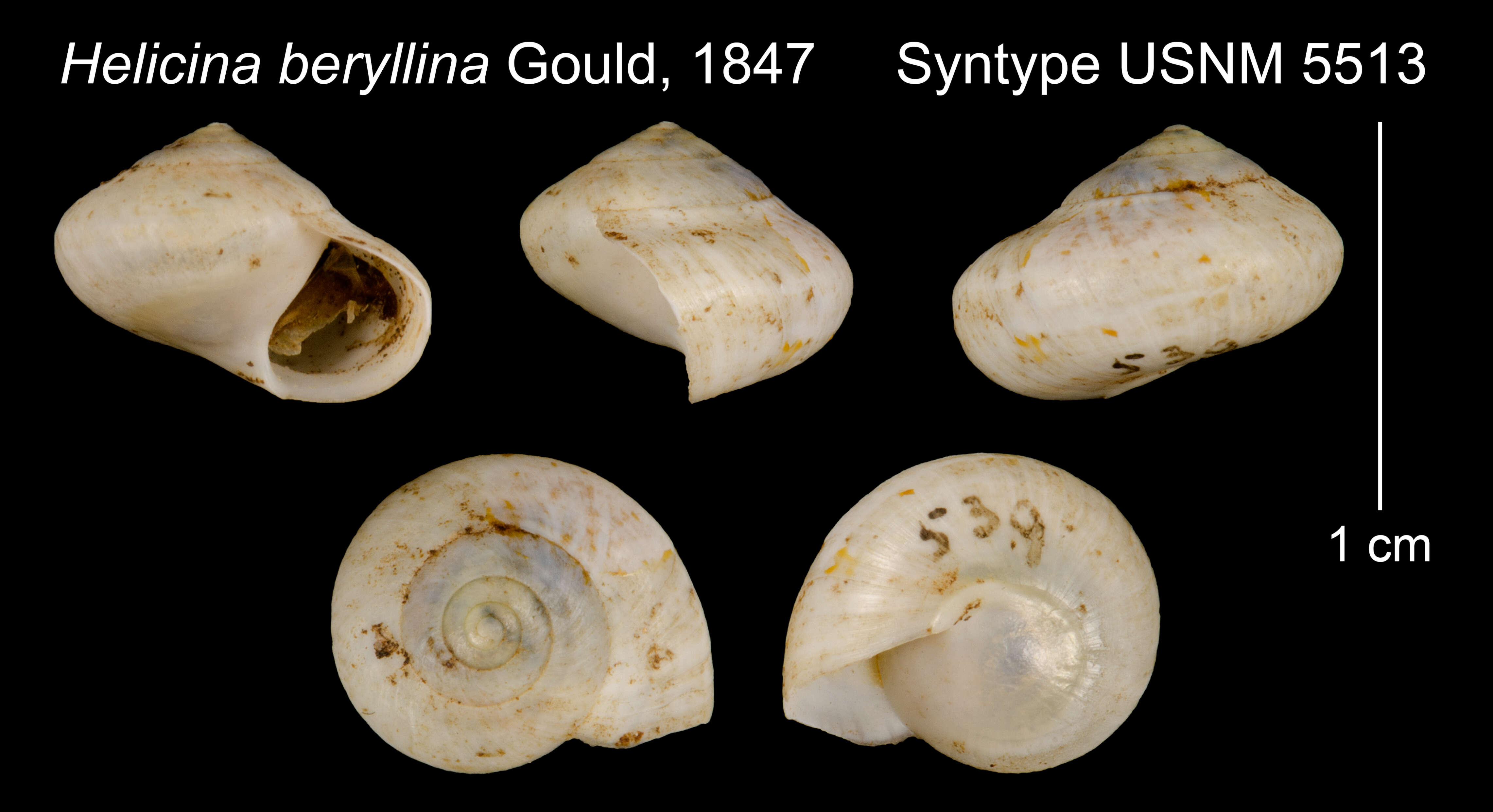 Image of <i>Helicina beryllina</i> Gould