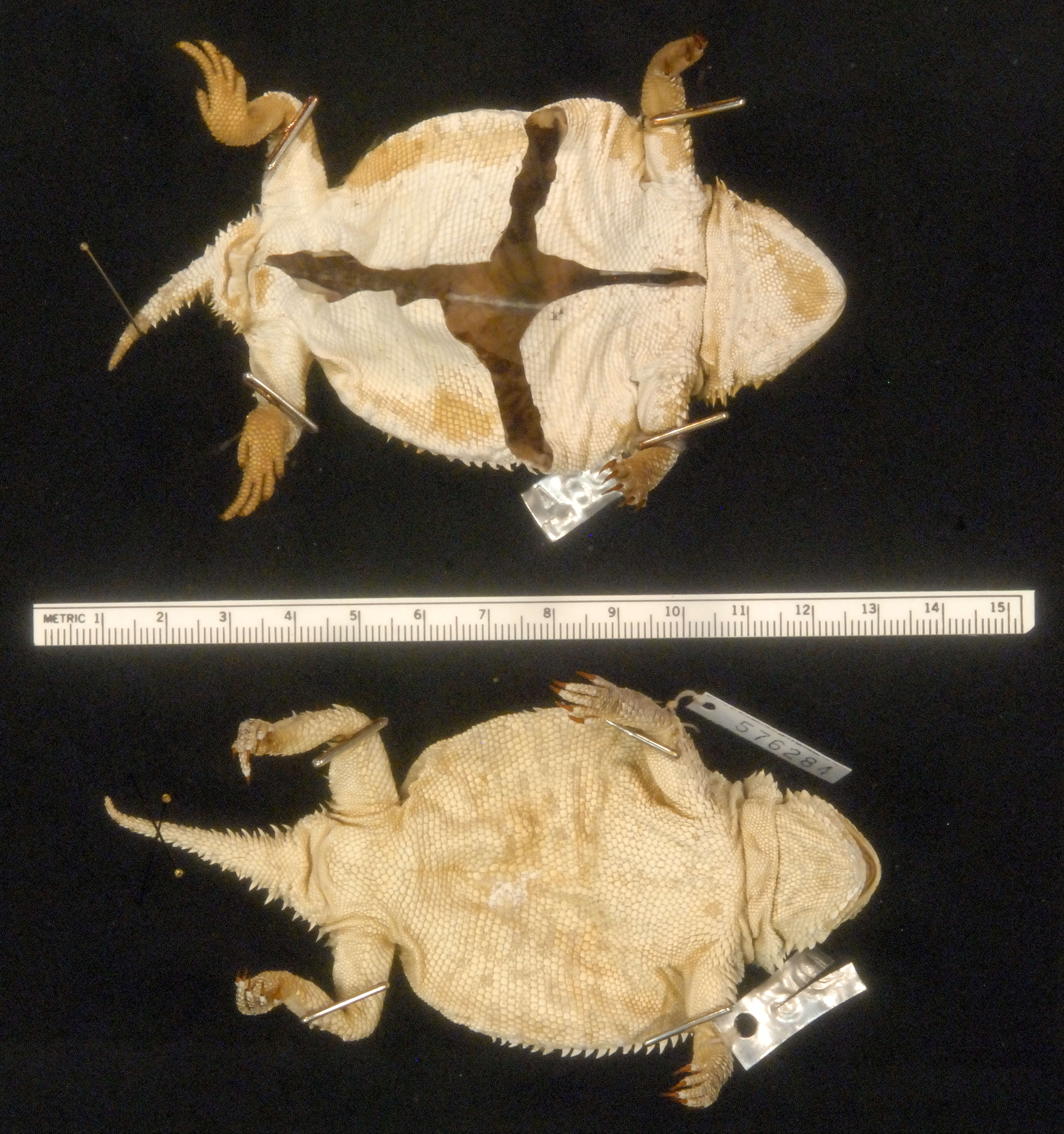 Image of Greater Short-horned Lizard