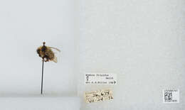 Image of Frigid Bumble Bee