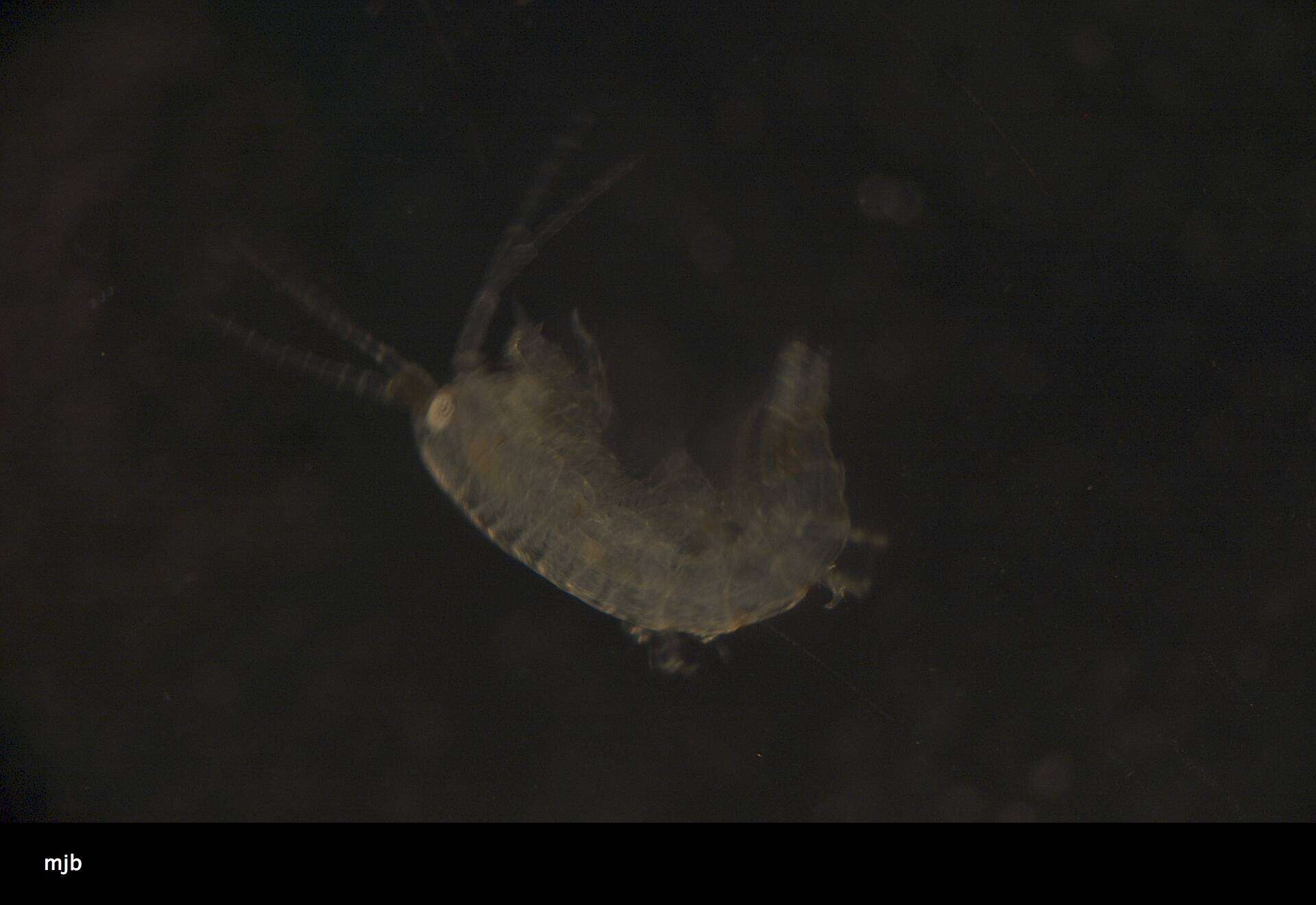 Image of Amphipoda