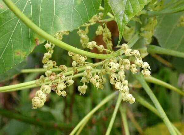 Image of parasol leaf tree