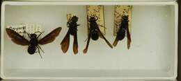 Image of Anterhynchium fallax (de Saussure 1855)