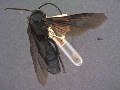 Image of Scelio pulchripennis Brues 1906