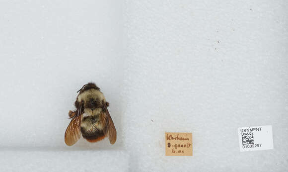 Image of Bombus tunicatus Smith 1852