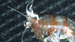 Image of Amphipoda