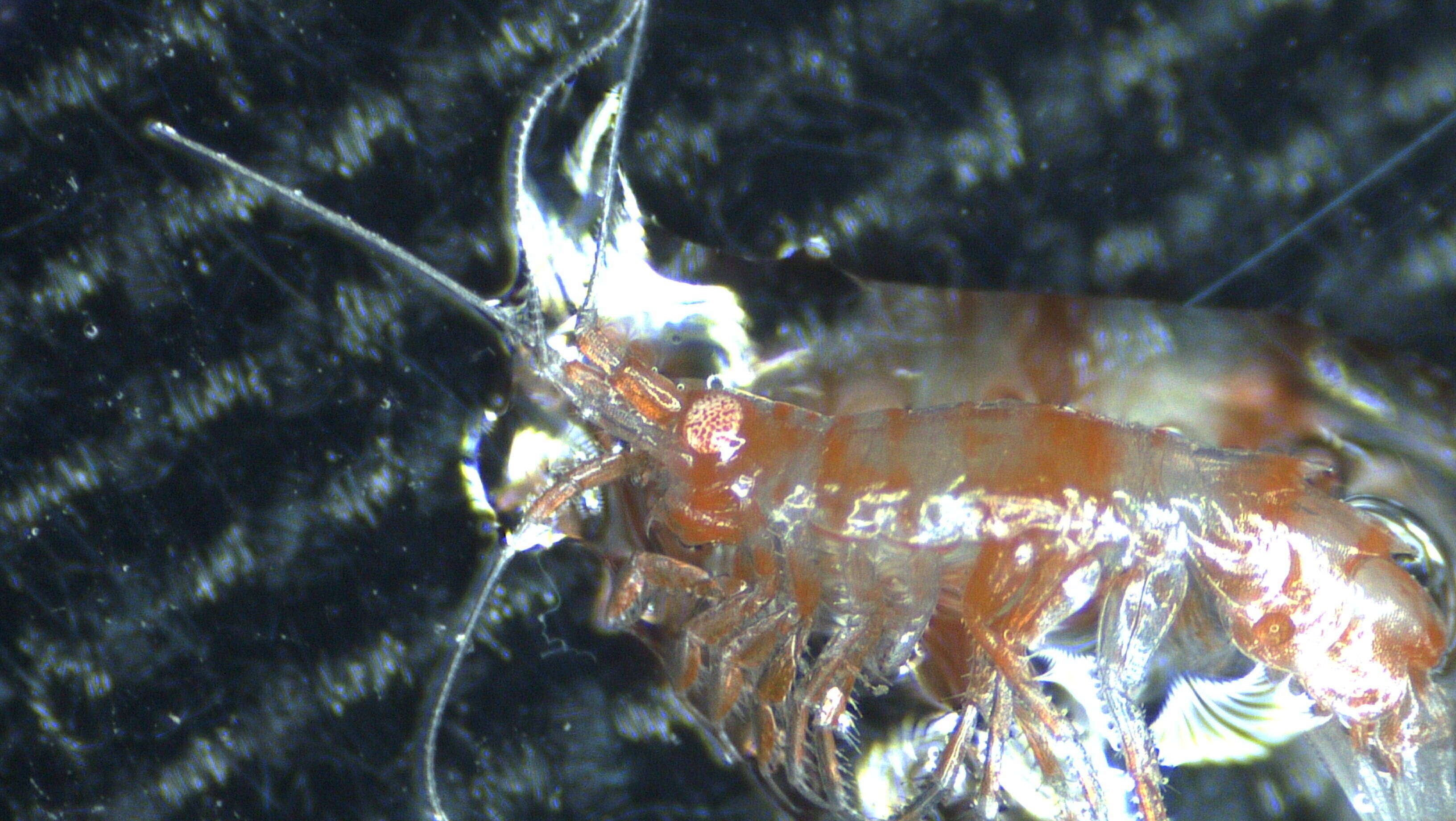 Image of Amphipoda