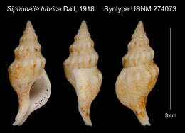 Image of Euthria lubrica (Dall 1918)