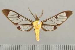 Image of Cosmosoma impudica Schaus 1911