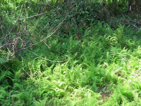 Imagem de Parathelypteris noveboracensis (L.) Ching