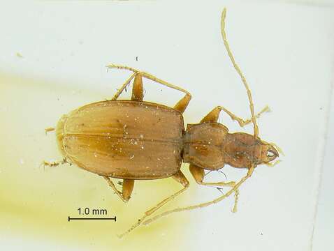 Pseudanophthalmus cumberlandus Valentine 1937的圖片