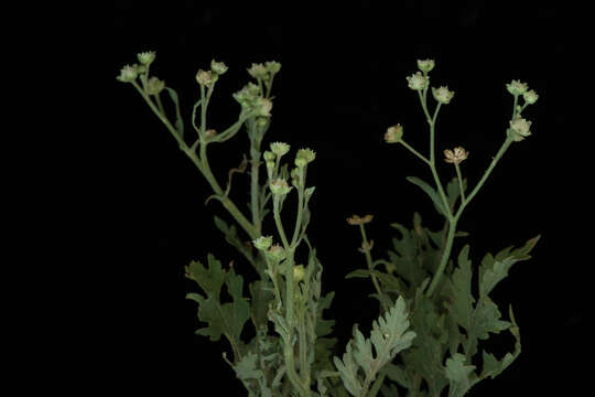 Image of Santa Maria feverfew