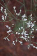 Image of hyssopleaf thoroughwort