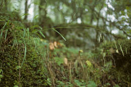 Image of Bromus densus Swallen