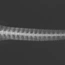 腹帶棘鰻鯰的圖片