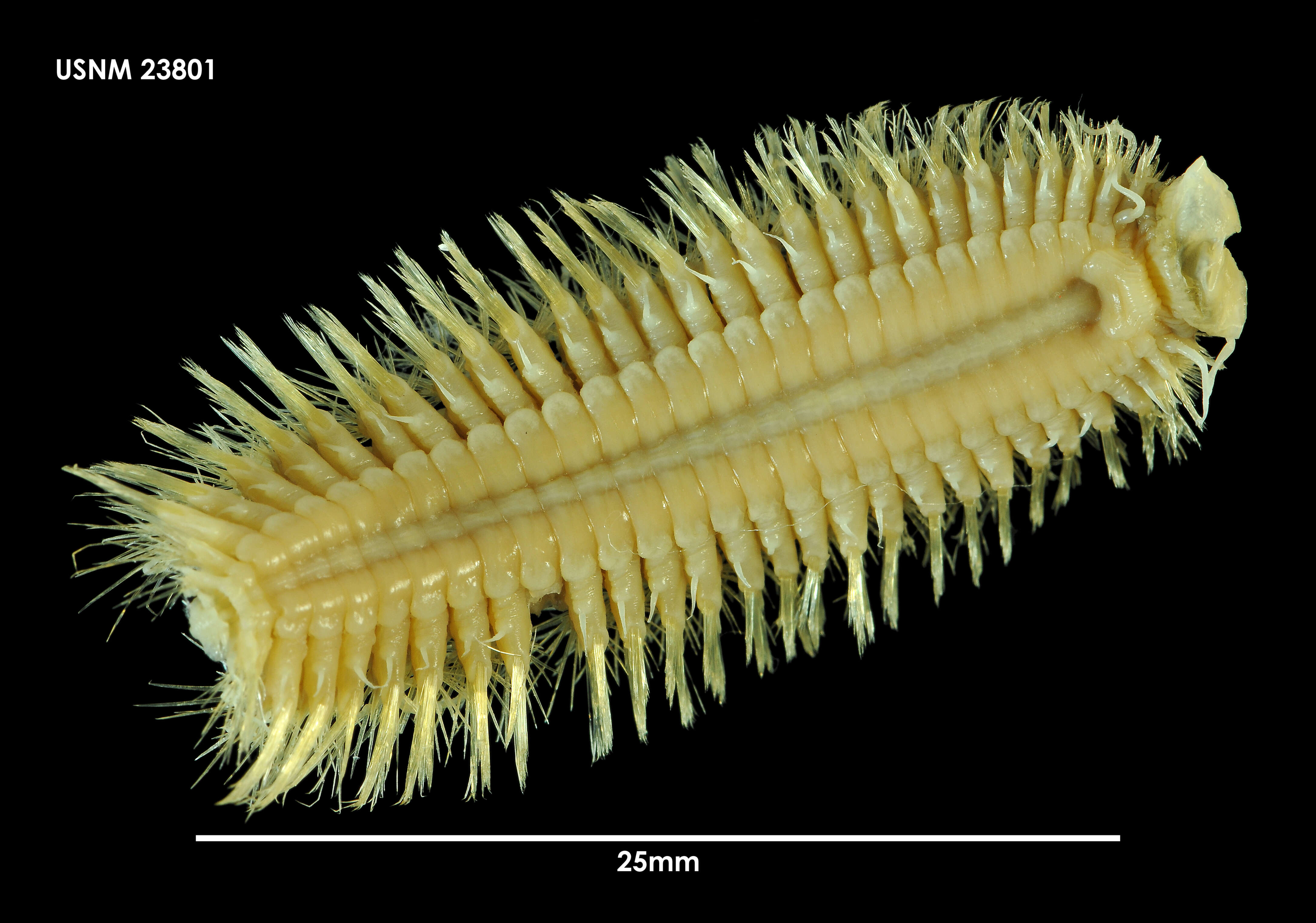 Image of Harmothoe crosetensis (McIntosh 1885)