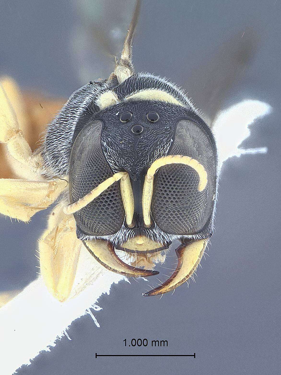 Imagem de Krombeinictus nordenae Leclercq 1996