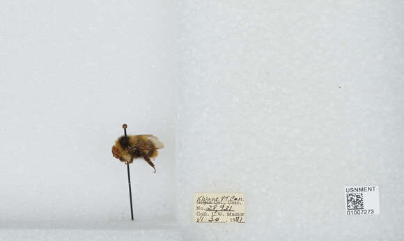 Image of Frigid Bumble Bee