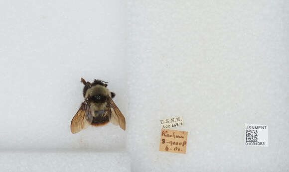 Image of Bombus tunicatus Smith 1852