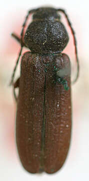 Image of Black Spruce Borer