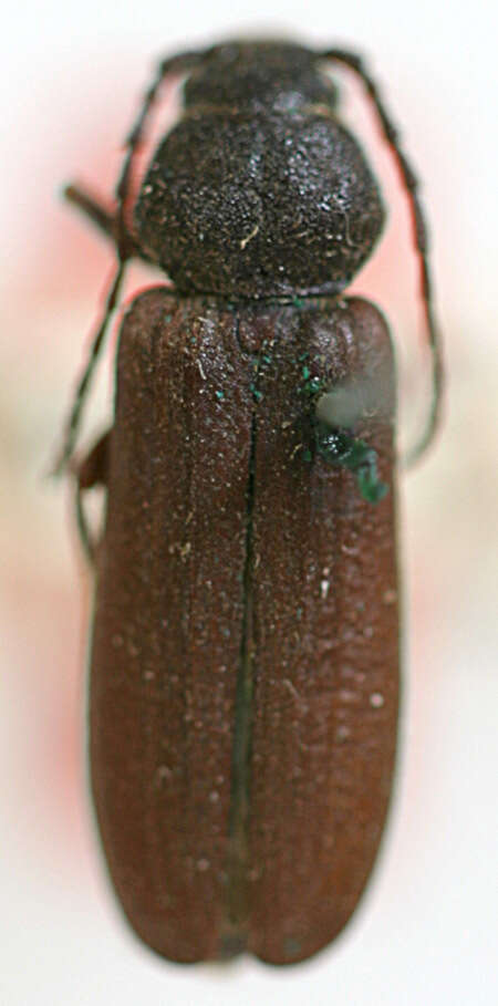 Image of Black Spruce Borer