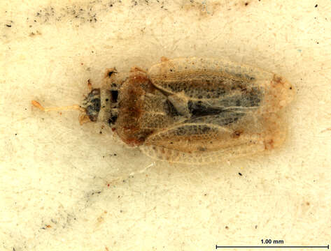 Image of Leptopharsa elachys Drake & Ruhoff