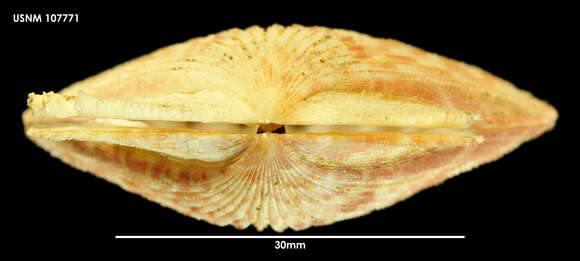 Image of Aequipecten tehuelchus (d'Orbigny 1842)