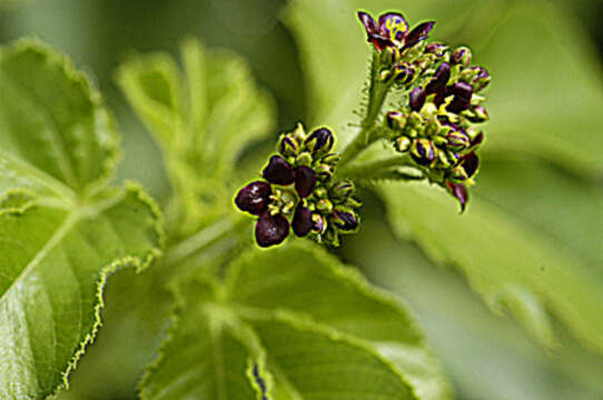 Image of Red physic nut