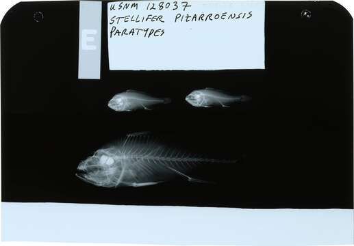 Image of Pizzaro stardrum