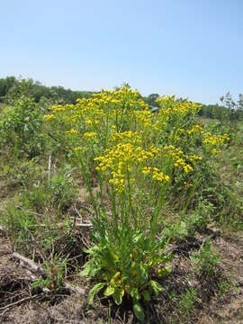 Image of Small's ragwort