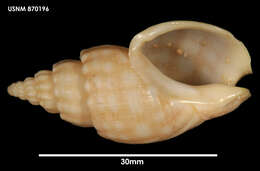 Image of Cominella olsoni (Dell 1956)