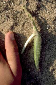 Image of desert evening primrose