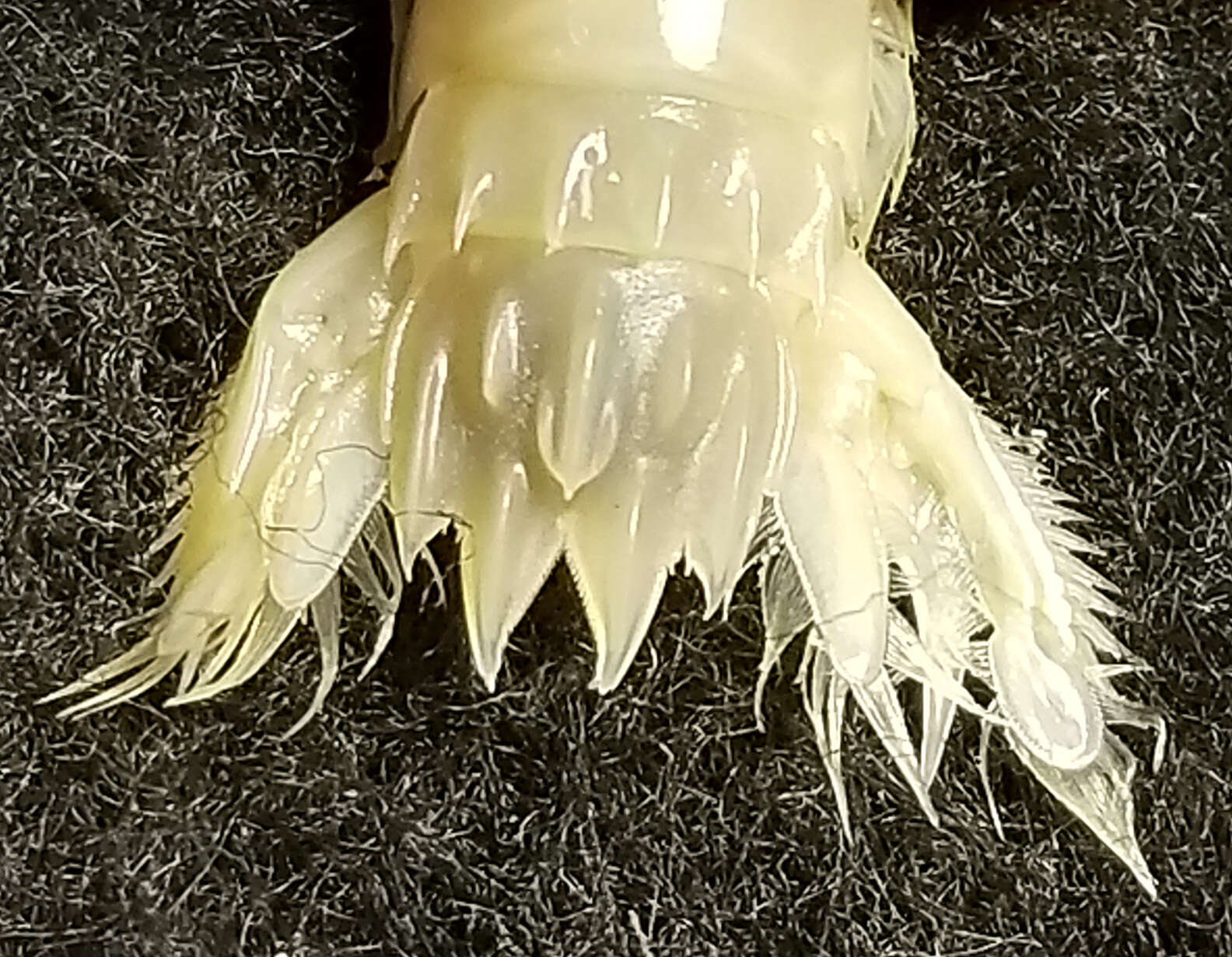 Sivun <i>Gonodactylus acutirostris</i> kuva