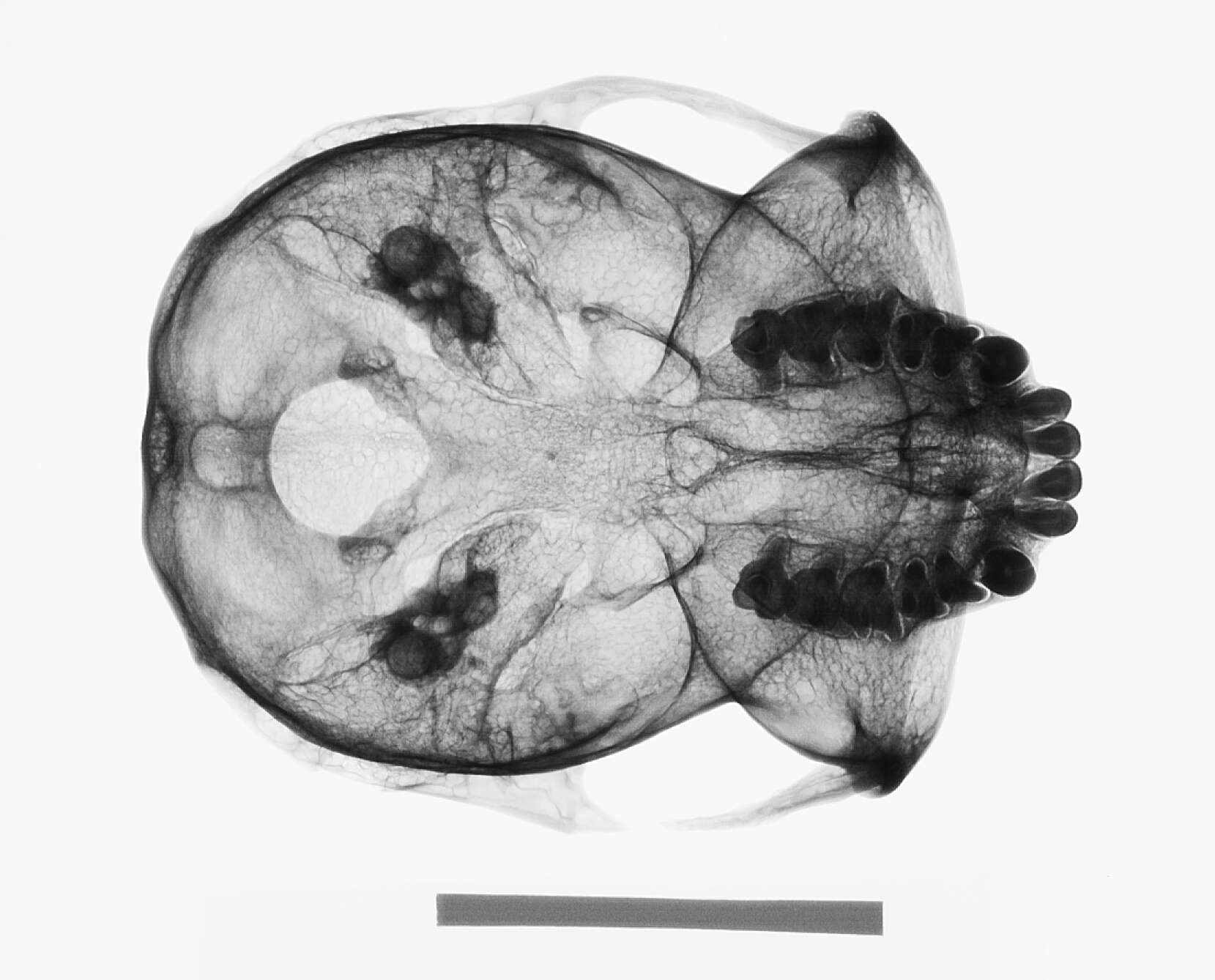 Image of Presbytis rubicunda ignita Dollman 1909