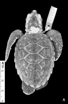 Image of Eretmochelys