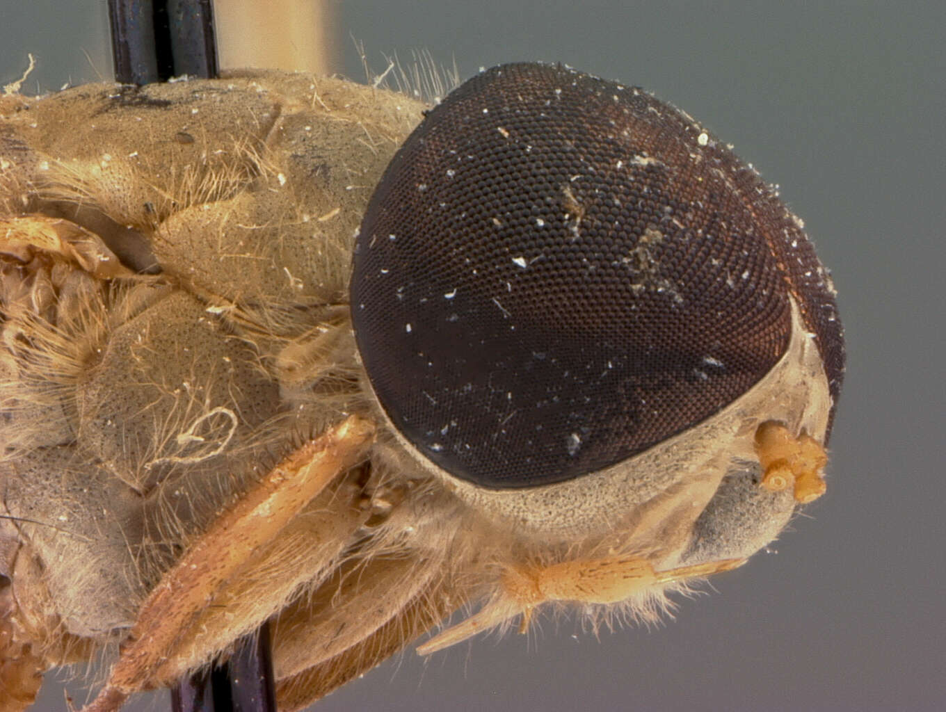 Image of Tabanus gilvellus Philip 1960