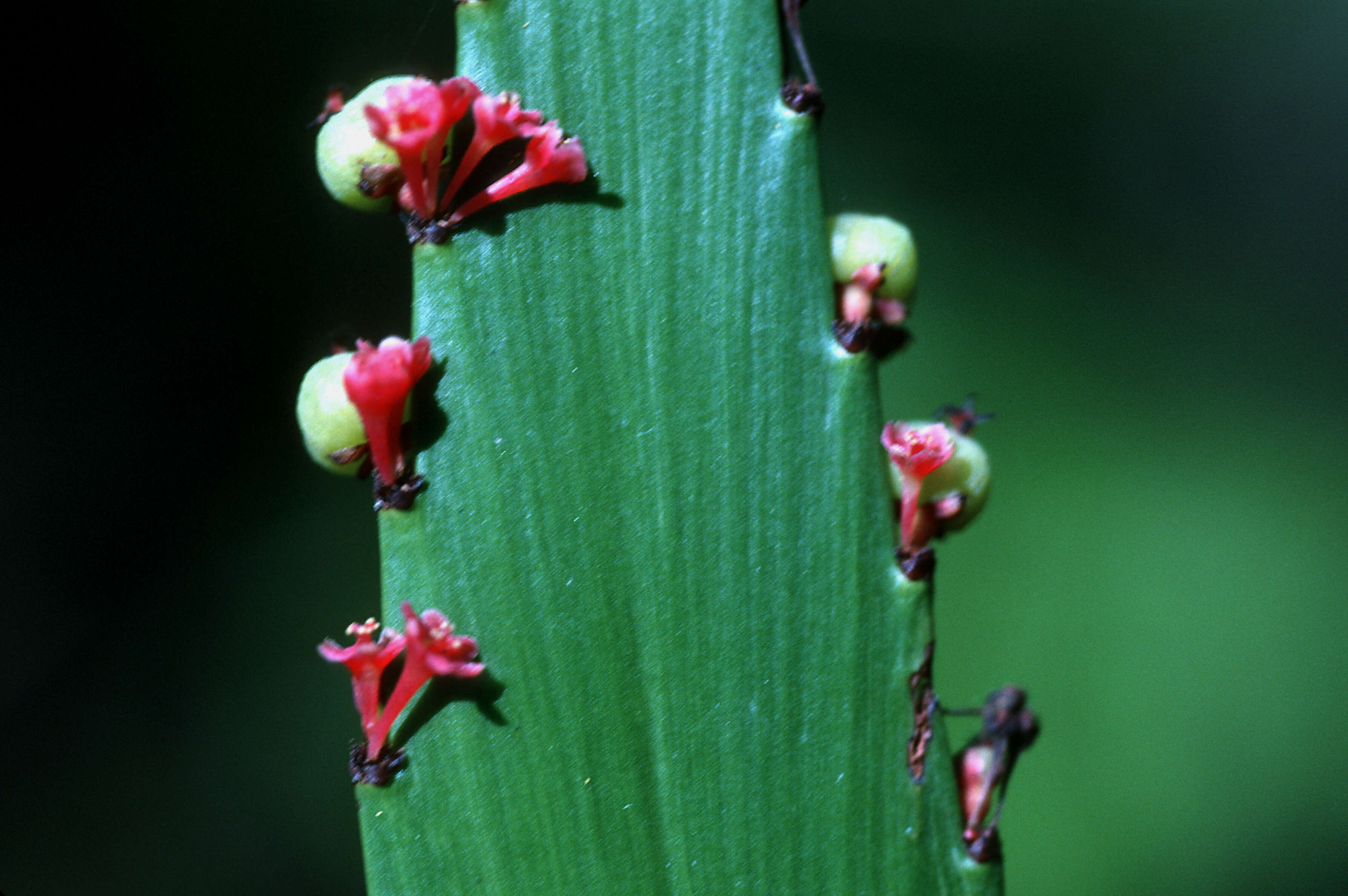 Слика од Phyllanthus epiphyllanthus L.