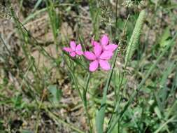 صورة Dianthus armeria L.