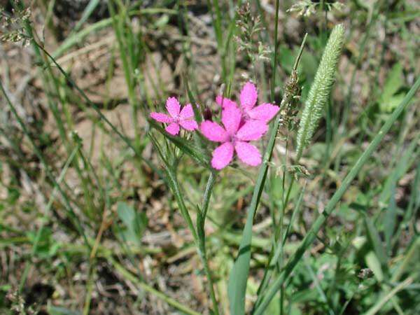 صورة Dianthus armeria L.