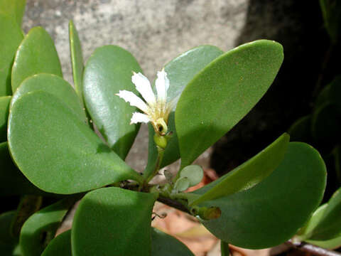 Image of dwarf naupaka