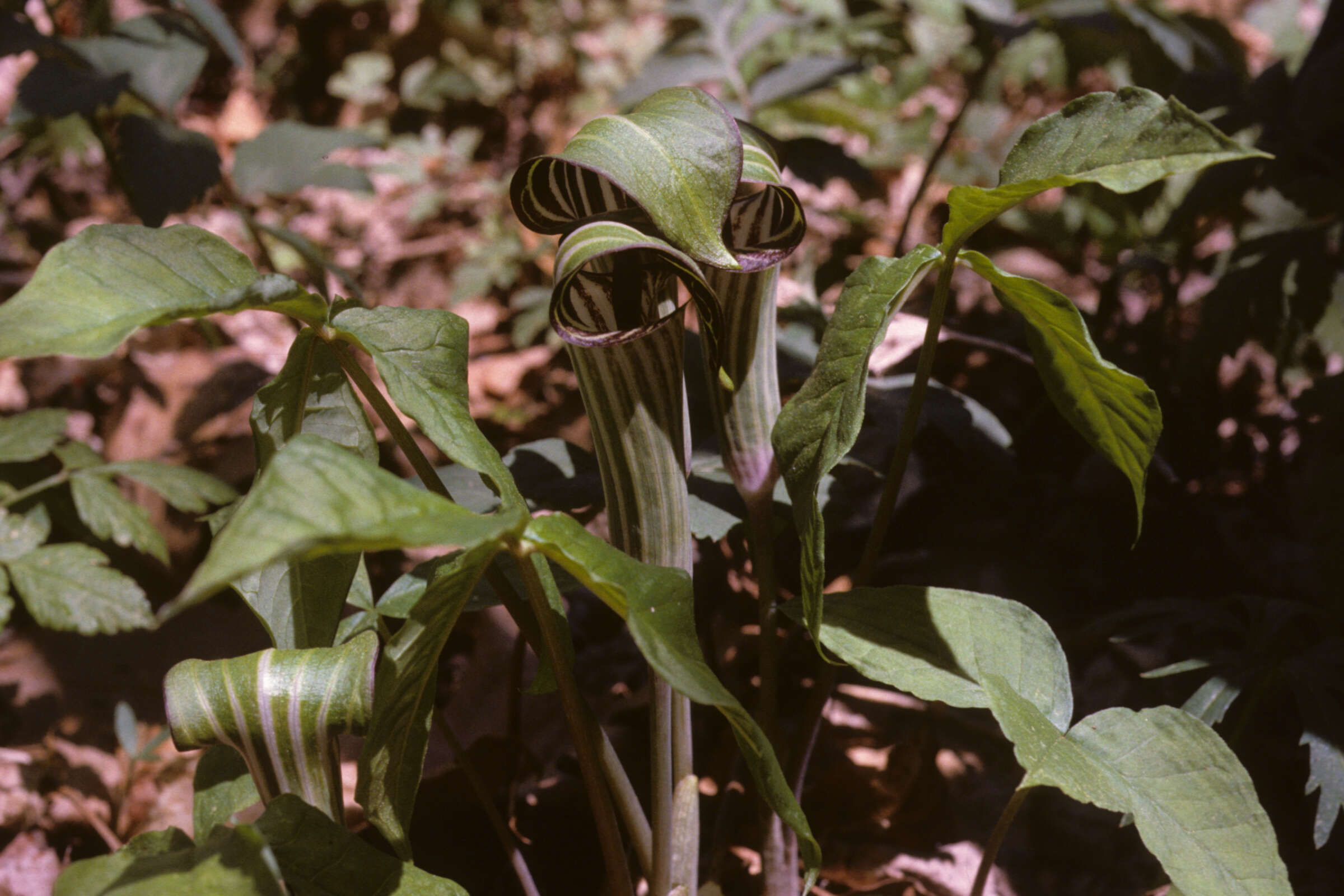 Image of Jack in the pulpit