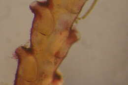 صورة Abietinaria variabilis (Clark 1877)
