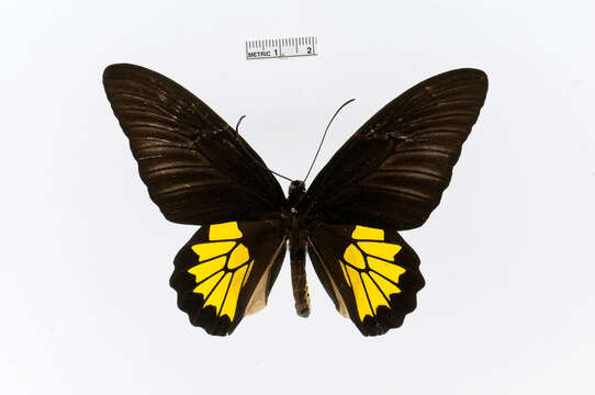 Image of Ceylon birdwing