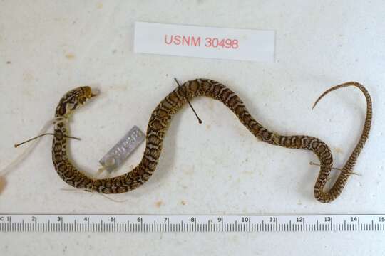 Image of Sumichrast's Garter Snake