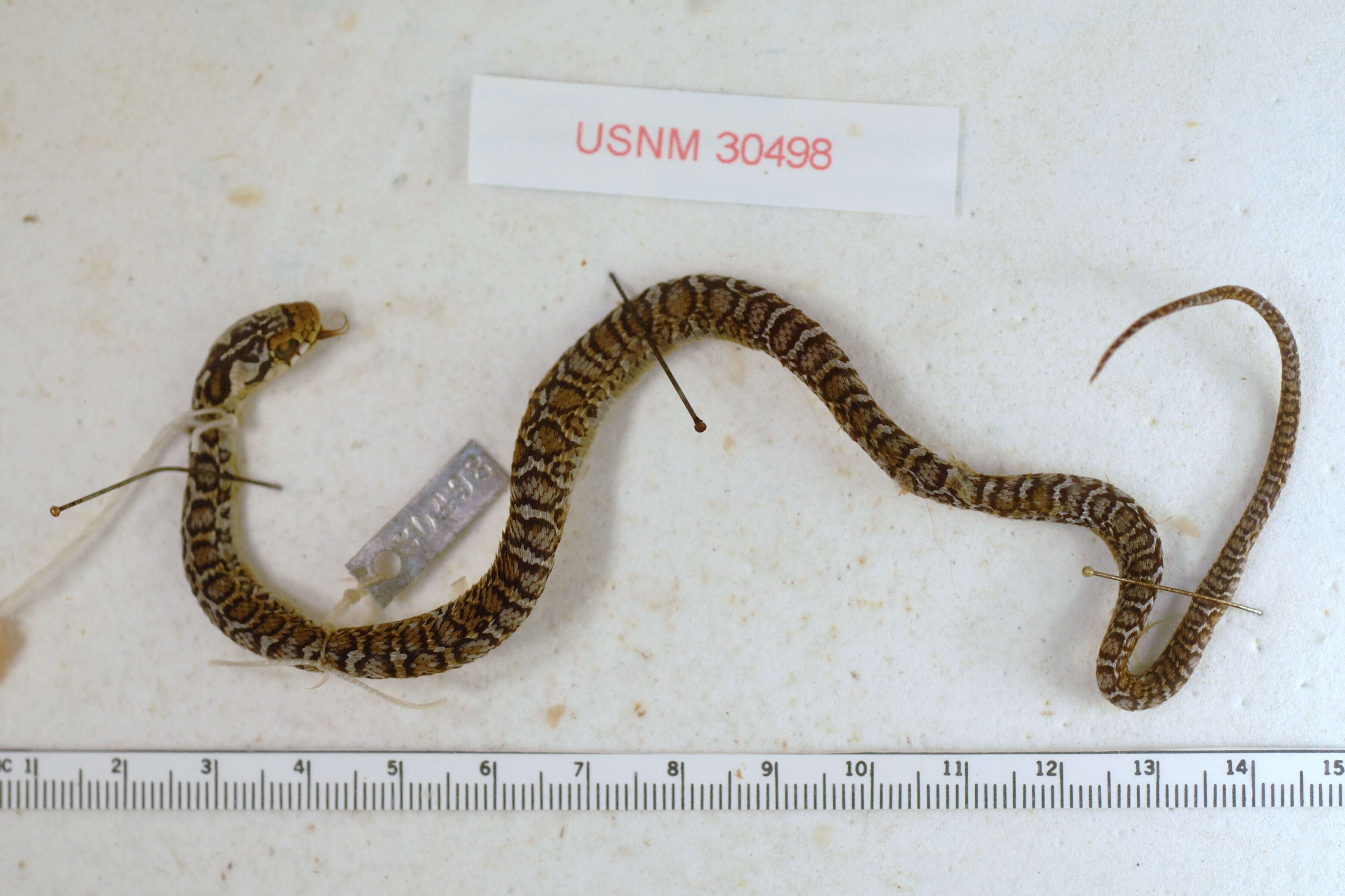 Image of Sumichrast's Garter Snake